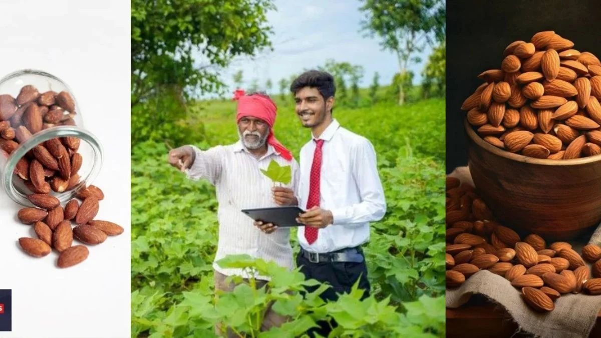 போலி பாதாம் என எchte பாதாமை எப்படி கண்டுபிடிப்பது? | Tips to Identify Fake Almonds in Tamil