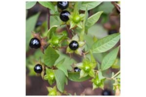 மணத்தக்காளி கீரையின் மருத்துவ நன்மைகள் - Manathakkali Keerai Medicinal Uses