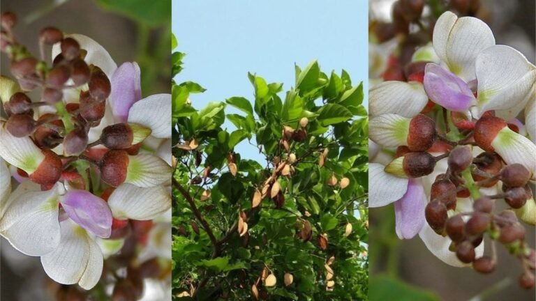 "புங்கை மரத்தின் மருத்துவ குணங்கள் – Health Benefits & Uses in Tamil"