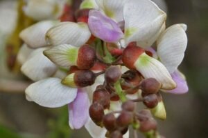 "புங்கை மரத்தின் மருத்துவ நன்மைகள் – Natural Remedies for Skin and Health"