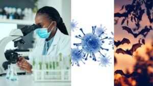 New Bat Virus in China - மனித ஆரோக்கியத்திற்கு ஆபத்தா?
