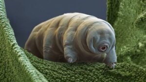 விண்வெளியில் டார்டிகிரேடுகள் ஆய்வு | Tardigrades in Space Research by Scientists