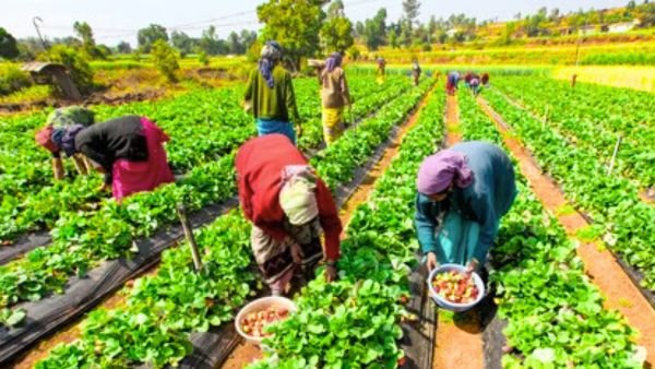 விவசாயிகள் 2 லட்சம் ரூபாய் வெல்லும் அரிய வாய்ப்பு | Farmers 2 Lakh Prize Apply Details Tamil!