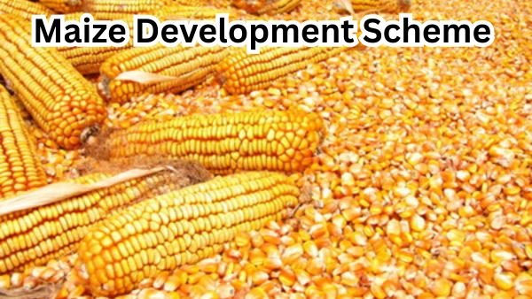 Maize Development Scheme - விவசாயிகளுக்கு அரசு பயிற்சி மற்றும் மானியம்!
