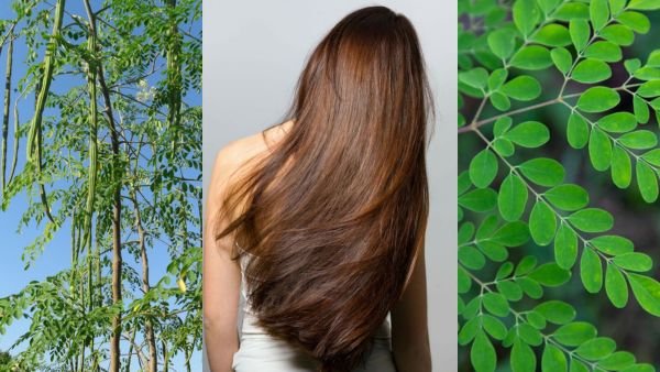 முருங்கைக் கீரையை சாப்பிட்டால் ஏற்படும் நன்மைகள். Moringa Benefits Tamil!