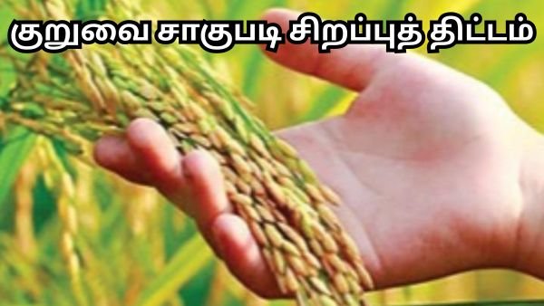 குறுவை சாகுபடி சிறப்புத் திட்டம் - 1 ஏக்கர் வரை மானியம் Tamil Nadu Agriculture Scheme!